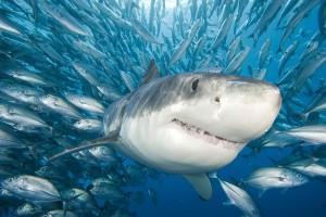 He is greater than this smiley great white shark
